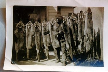 This image shows a man, posing for a photograph, standing in the middle of a line of nine fox skins which are hanging on a line.  The line is threaded through their eyes. The man is wearing long trousers, a buttoned to the neck colarless shirt and a cap.  He has a rifle in his hands and a cigarette in his mouth.  A wooden building is behind him and a high galvanised iron wall is to his right.  A flower garden is alongside the wall.  