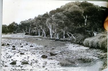 This image shows a sandy foreshore covered in small and large stones.  A row of trees runs along the right-hand side of the image with thick trees behind.  A tree branch is lying in the foreground with a grassy bank behind it.  