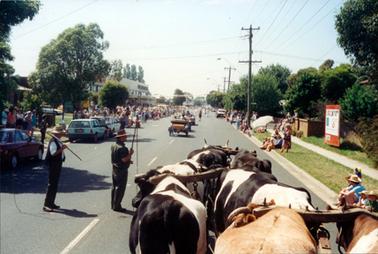 This image shows a street parade.  The photo is taken from the rear of the participants.  A bullock team is in the foreground.  Two men, with whips, are beside the bullocks.  Vintage cars and people can be seen in the middle of the street ahead of the bullock team.  People line both sides of the street and some cars can be seen parked on either side of the street.  Shop fronts can be seen on the left-hand side and electricity poles and wires line the right-hand side.  A large advertizing sign is beside the footpath on the right-hand side.  