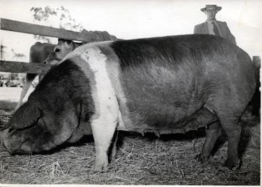 This image is of a very large Wessex Saddle-back pig.  The pig is standing side-on and almost fills the entire image.  Behind the pig is a post and rail fence. The pig is standing on grass.   A man can be seen from the chest up standing behind the pig looking at her.  He is wearing a hat, shirt, tie and coat.  He is wearing dark rimmed spectacles.  A calf is behind the fence and appears to be tied to the fence.  In the distance on the left-hand side of the photograph, vehicles can be seen.  The photographer’s stamp is embossed at the bottom right-hand side of the image.  