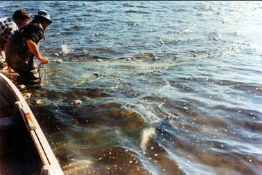 This image shows two men on the far left-hand side of the photograph, bent over, pulling in a fishing net.  The man on the left is wearing a checked shirt and the man on the right has a dark shirt and is wearing a hat.  Part of a boat can be seen behind them.  There are ripples on the water which takes up most of the image.  