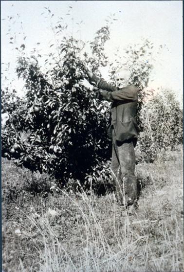 This image shows a man picking fruit in an orchard.  Both his arms are outstretched.  He has grey hair and is wearing a coat.  He is looking at the camera.   Other trees can be seen in the background.  
