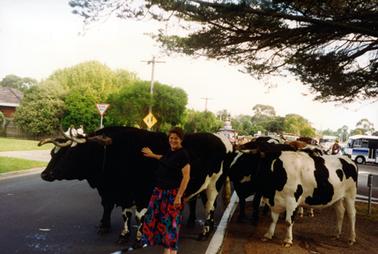 This image shows a group of bullocks standing on a street.  The bullock on the left is being patted by a woman.  She is smiling for the camera and wearing a black top and black, red and blue patterned skirt.  Branches of a large tree are above the cattle.  People and motor vehicles can be seen behind the cattle. Give Way and children’s crossing signs are on the left-hand side of the street.  Electricity poles and trees are on the left-hand side of the street and more trees can be seen in the distance. 