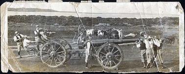 The image is a sepia-tone photograph showing a 40 pound Armstrong gun mounted on four wheels.  Four men are at the end of the barrel of the gun, two men are in the centre and four men are pulling on ropes at the rear of the gun.  Some of the men are in Hastings Battery uniform.  More bullocks are shown in the background along with another two men.  Trees on the foreshore and the Western Port are shown in the far background.  “J White (with an arrow pointing to a man on the far left of the photograph) about 1900” is written on the mounting board. 