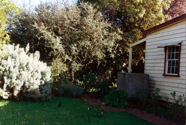 This image shows a garden and a small section of a weather board building.  A large silver coloured shrub is on the left and various other tall shrubs and trees are at the centre and to the right.  Green grass and a small flowering plant are in the foreground.  A  blackbird sitting on the grass.  A small water tank is beside the building.  A garden is underneath the window.  