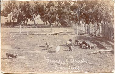 This image is of a group of about 15 pigs feeding in a fenced-in paddock.  There is a post and wire netting fence at the rear and a rough timber and wire fence on the right-hand side of the photograph.  Another fence can be seen in the background and a building is on the left-hand side in the distance.  Trees line the far back fence and the side fence.  There are logs lying along the middle fence.  Written at the bottom of the photograph is: “Group of Irish Canaries”.