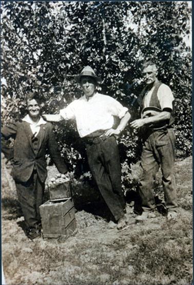 This image shows three men standing in front of a fruit tree posing for a photo.  The man on the left-hand side of the photograph is short.  He is wearing a three piece suit and leaning on a box of fruit.  The man in the centre is wearing a white shirt with sleeves rolled up to the elbow.  His trousers are help up with a wide belt.  He is wearing a hat and has one hand on the back of the man next to him.  The other man on the right-hand side is wearing a short sleeved shirt, a waistcoat and has his hat under his arm.  He has greying hair and a moustache.  There are two boxes of fruit on the ground.  