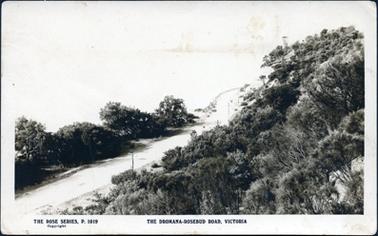 This faded postcard shows a road running between native trees and shrubs with a hill rising on the right-hand side of the image.  A row of electricity posts run alongside the right-hand side of the road.  The background has faded away.  Printed along the bottom of the postcard is: “The Rose Series P.1019 Copyright The Dromana-Rosebud Road, Victoria”.