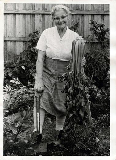 This image shows an elderly woman standing in a vegetable garden.  She has just dug up a large plant which she has in her left hand.  She has a spade in her right hand. He is wearing a white embroided, short sleeved blouse with a small brooch at the top where the collar meets.  She is wearing a plaid skirt with an inverted pleat in the centre.  Her legs are wrapped in bandages.  She is wearing spectacles and has a happy smile on her face.  Her grey hair is untidy.  There is a high wooden fence behind her.  