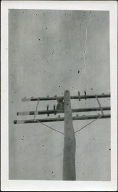 This image shows a power pole with a koala sitting up against the pole in the middle of the cross bars.  There are three cross bars.  The pole has a slightly uneven shape.  