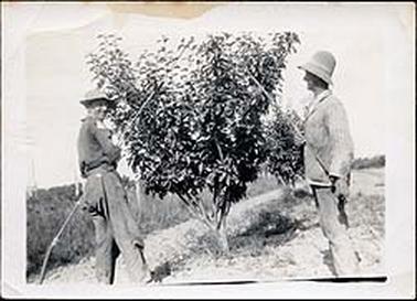 The image depicts two men dressed in old work clothes and hats, each holding a long spray and in the process of spraying a fruit tree.