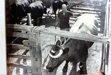 This image shows a man in a cattle yard working with cattle.  He is wearing a short-sleeved dark coloured shirt and light grousers.  He has a cattle prod in his right hand and his left hand is on the beast.  The cow is facing the camera and has large horns.  The backs of several other cows can be seen behind the man.  The rails of the cattle yard can be seen in the foreground and background.  