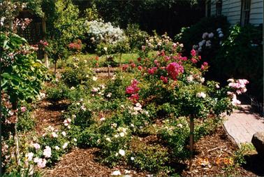This image shows a rose garden.  There is a brick path on the right-hand side of the garden and part of a wooden building can be seen.  Part of a wooden trellis with lattice, can be seen on the top left-hand side. A section of grass and a garden bed can be seen in the background.  