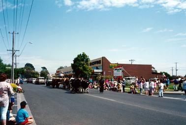 This image shows a bullock team leading a parade down the middle of a street.  A man carrying a whip is walking on the right-hand side of the team.  The bullock team is pulling a carriage.  Several motor vehicles are travelling behind.  People are lining both sides of the street.  Bunting can be seen stretched across the street.  The front of shops can be seen on the right-hand side.  A large sign is near the footpath beside the shops.  Electricity posts and wires line the street on the left-hand side.  