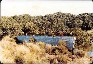 The image shows a blue wooden boat with tussocks of grass in the foreground and mangroves behind the boat.  