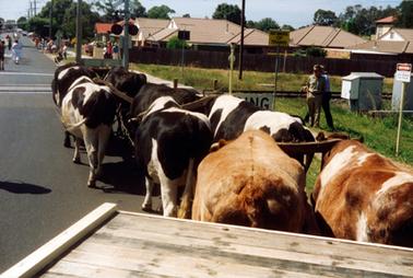 This image shows a back view of eight bullocks walking down a bitumen street.  Two men are standing on the grass on the right-hand side.  Part of a wooden tray of a vehicle can be seen in the foreground.  The railway line is in front of the cattle.  A sign “Beware of Trains” is on a pole on the right-hand side.  Houses and trees line the street and people can be seen on the footpath and walking down the middle of the street. 