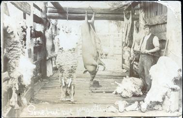 This image shows a shed made from rough cut timber and a man standing against the wall on the right-hand side of the photograph.  He is wearing a vest over his long-sleeved shirt which has the sleeves rolled up to the elbow.  His hat is in the middle of the floor.  There are many carcasses of sheep and pigs hanging and there are four sheep heads on the floor.  A high post and rail fence can be seen in the background.  Written at the bottom of the photograph is: “Gone, but not forgotten”.   