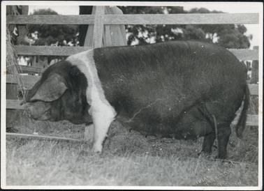 This image is of a very large Wessex Saddle-back pig.  The pig is standing side-on and almost fills the entire image.  Behind the pig is a post and rail fence which appears to have something hanging from one of the posts.  The pig is standing on grass.  There are large trees in the background.  The makers stamp is embossed at the bottom right-hand side of the photograph.  