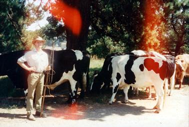 This image shows a man standing in front of five bullocks, posing for the camera.  He is wearing a light coloured shirt and trousers with a brown belt and a hat.  He is holding a whip in his left hand and his right hand is on his waist.  The cattle are standing under a shady tree beside a road.  