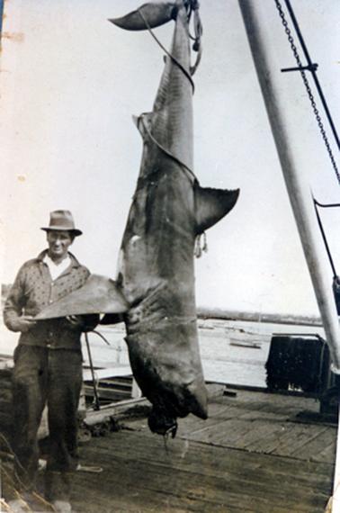 This image shows a man standing on a wooden deck beside a very large shark with is hanging from a crane.  The man is wearing a white shirt underneath his buttoned-up cardigan.  He is holding a fin of the shark in his hands.  Water and boats are in the background.  