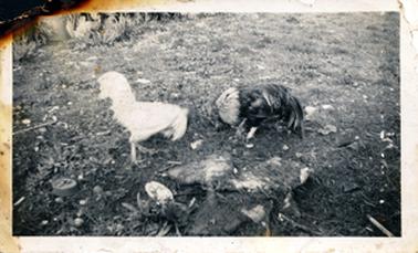 This image shows two roosters, one white and one multi coloured, facing one another.  Food scraps appear to be on the grass all around them.  The top left-hand corner of the photograph has been burnt.  