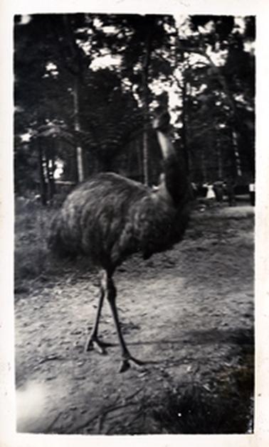 This black and white image shows an emu standing on a pathway facing the camera.  His head is held high.  Tall trees are in the background as well as some people.  
