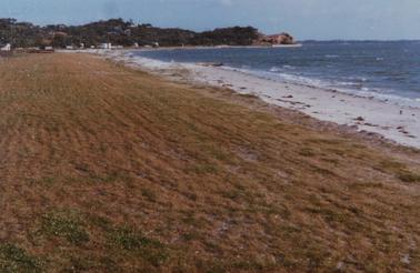 From West of pier towards Whitecliffs after reclamation of beach in 1970.  Boat shed along foreshore.