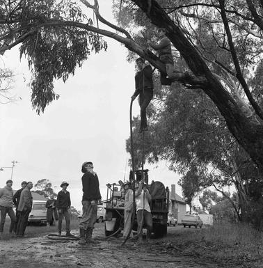Two young men on a high tree branch, one is spraying the branch from a firehose.  Four other men in firefighters’ hats assisting on the ground while four men onlookers watch.  A fire truck, four cars and a house are in the backgrouno date..