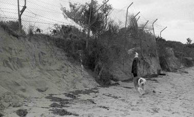 Beach erosion has undermined a chain mesh fence.  A woman looks on, her dog is nearby.