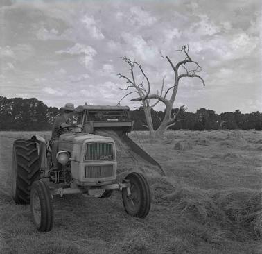 Tyabb
Farmer on Stumpy Gully Road cutting Hay.