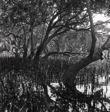 Mangrove scene.