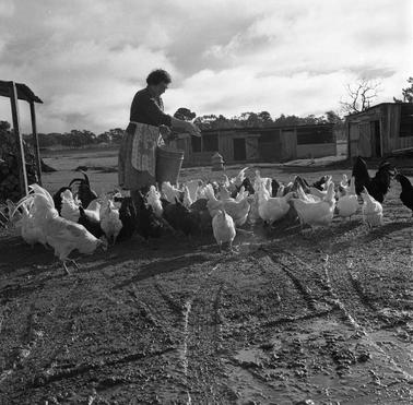 A woman wearing working clothes and an apron is trowing grain to a flock of poultry.  There are two farm sheds in the backgrouno date.