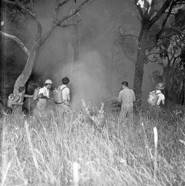 Four men fighting a fire in grass and bush.