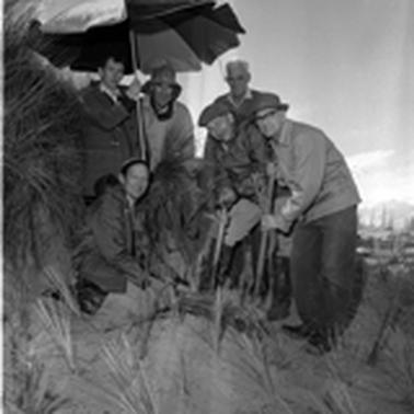 Seven men with spades sheltering under a  large umbrella on the side of a grassy sand dune. They have spades and grass plants.
