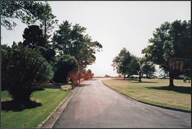 Driveway to ‘Moondah’ curving to right, lined with trees, including Norfolk Island Pine cement curbing