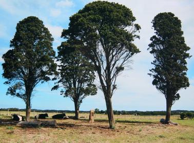 Two-roomed cottage built of saplings and daub.  External  chimney.  Two windows.  Corrugated iron roof. Well at the left hand side of the house.  Tree at the right hand side.
