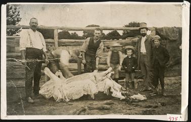 The image shows an animal being slaughtered in Mornington by butchers four adults and three children are shown in the photo. Isaac Swift second from right.
