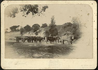The image is of a bullock team with an empty wagon in front of a hilly backdrop