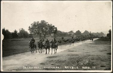 The image shows a group of four horsemen cantering in front of a flock of ostriches on the Dromana Rosebud Road