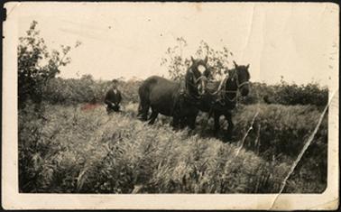 The image is of George Walker with his plough and two horses