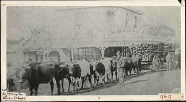 The image shows a bullock team hauling a load of wood moving past W. Grover's shop in Main Street on their way to the Mornington Pier. A bullock team master walking along beside the team
