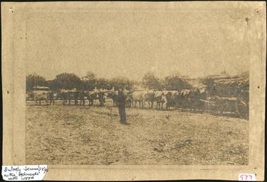 The image is of a bullock team hauling a load of wood on the Esplanade at Mornington, a bullock team master standing in front of the team looking at photographer