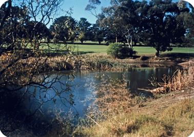 Pond or dam containing water in foreground, surrounded by reeds and brown grass. Green fairway in background bordered by cypress trees at rear. Blue sky reflected in dam.