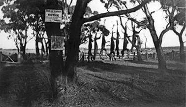 View of paddocks through a group of trees. The prominent tree in the foreground has 2 signs on the trunk. One is a Shire of Flinders Notice and the other is illegible. From a long branch to the right hang 7 dead foxes in a line.