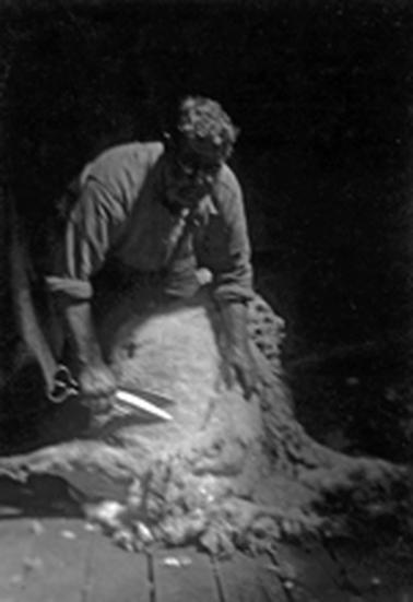Man shearing a sheep with hand shears.
