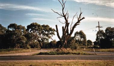 Large dead tree at a road junction The tree is on a triangular island bounded by two sealed roads (Balnarring and TubbaRubba Roads) and a gravel slip lane. There is a simple wooden sign to the left of the dead tree.
