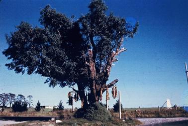 Large tree on a road verge. The tree shows some die back on the right side including lopped dead limbs. The lower trunk supports a large metal ring surrounding it and about a dozen fox carcasses  are hanging from it. In the background at left are paddocks in which there are  trees on the left and beside them a long, low shed. The paddock on the right of the tree contains a large sign supported by poles near a boundary fence.