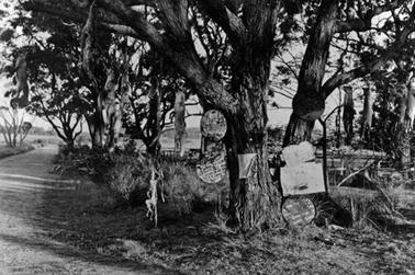 Group of trees beside a dirt road. The large tree in the foreground has several signs attached which are illegible at this distance. The dead bodies of several foxes hang from each side of the tree indicating numbers trapped by two local trappers, Jack Johnson and Lou Connell. Jack Johnson was murdered in 1946 by a man named McKenzie. . The reason why was never discovered. 