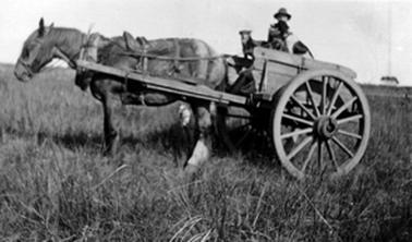 A horse and dray standing in a paddock with a man said to be Dick Downward seated in the dray with 2 dogs.