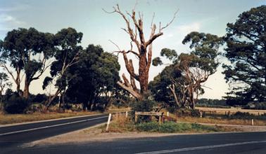 Large dead tree on grassed triangle. Major sealed road on right (Balnarring Road) at its junction with TubbaRubba Road. A simple wooden sign at base of the tree identifies the corner as Foxey’s Hangout.
There are healthy trees to either side of the main road.